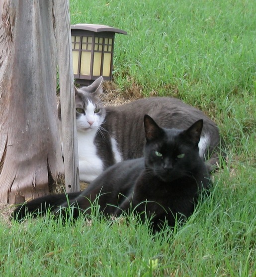 Color photo of Nigel the black cat, lying in the grass with his best cat friend, Oscar.