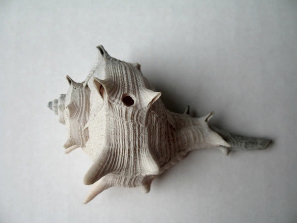 seashell-BW